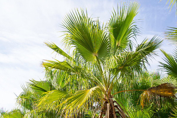 棕櫚樹(shù)的寓意及花語(yǔ)