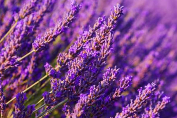 薰衣草為什么不開花結(jié)果