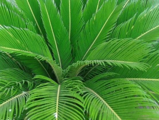 鐵樹(shù)開(kāi)花是吉還是兇，預(yù)示生活美滿、大吉大利(吉兆)