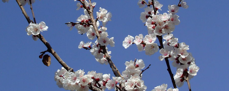 臘梅的養(yǎng)殖方法和注意事項