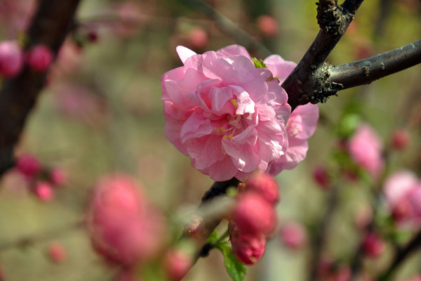 碧桃和桃花的區(qū)別