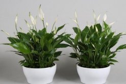 白掌和一帆風(fēng)順是一種花嗎，是同一種植物沒區(qū)別