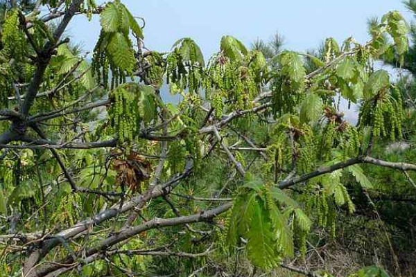 槲樹(shù)果實(shí)能吃嗎