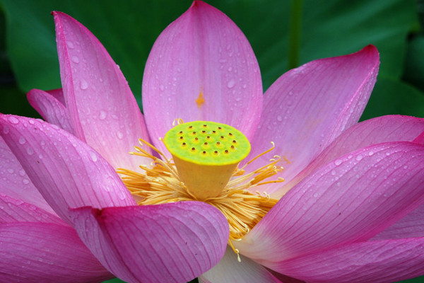 荷花養(yǎng)殖要幾個(gè)小時(shí)光照