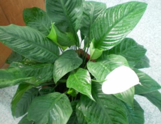 一帆風(fēng)順蔫了怎么補(bǔ)救，四種原因以及補(bǔ)救辦法