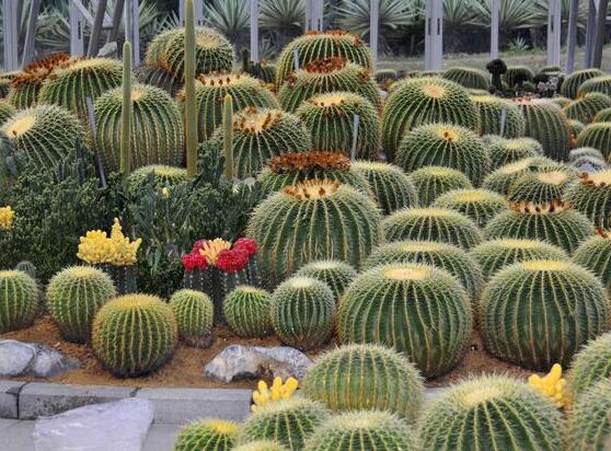 仙人掌適合在室內(nèi)養(yǎng)嗎，吸收輻射、釋放氧氣