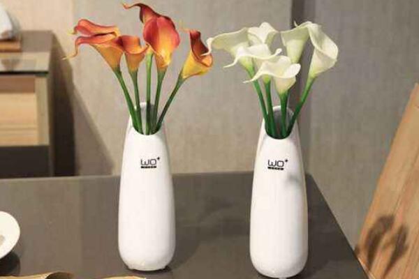 彩色馬蹄蓮為什么不能復(fù)花，復(fù)花難度大、管理方法不當(dāng)