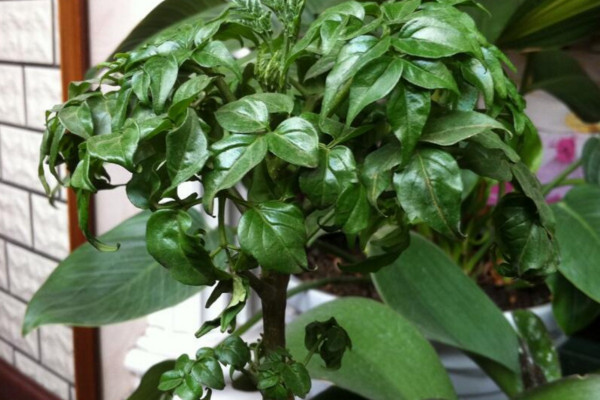 平安樹葉子耷拉怎么辦，適當補充光照增施氮肥