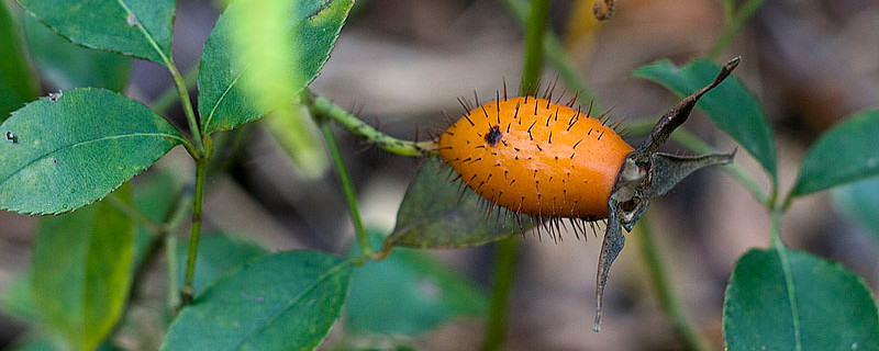 金櫻子長(zhǎng)在什么地方