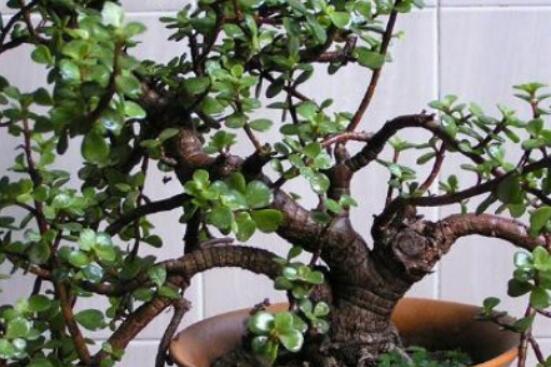 燕子掌和玉樹哪個有毒，玉樹汁液有毒/燕子掌無毒現象