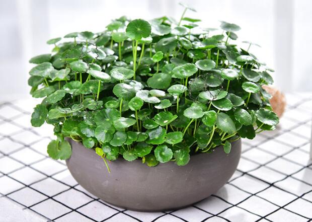 銅錢草怎么剪枝水培，剪成一根勤換水