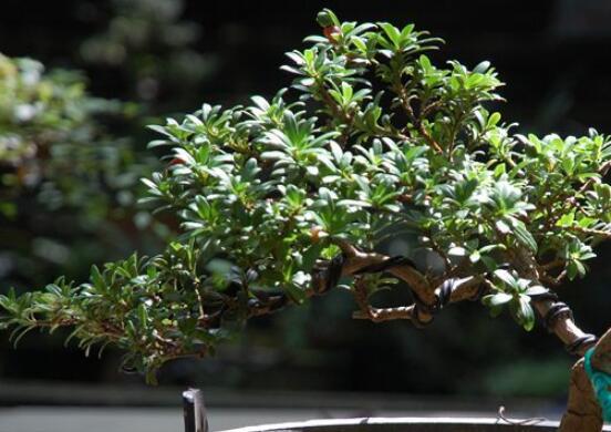 什么品種羅漢松最貴，珍珠羅漢松當(dāng)之無愧(售價高達(dá)上百萬)