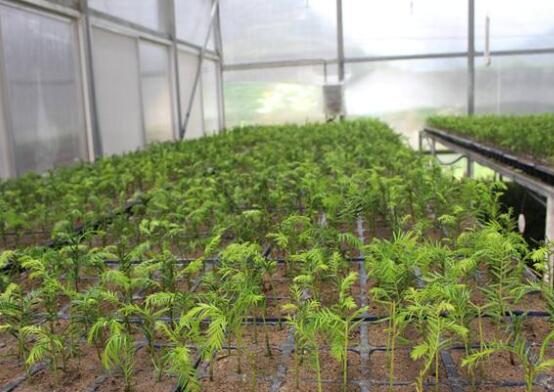 紅豆杉扦插繁殖方法，做好這五大方法便可生根發(fā)芽