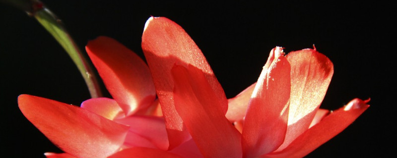 蟹爪蘭的病蟲(chóng)害預(yù)防與治療