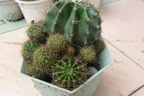 仙人球根部腐爛怎么辦，修剪處理后重新栽植