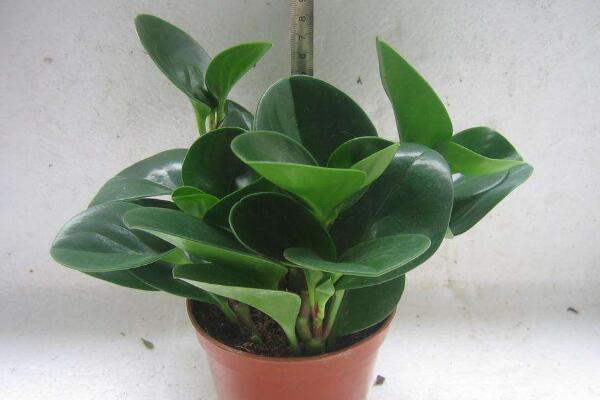 碧玉花植物如何移栽，簡單三步教你扦插成活