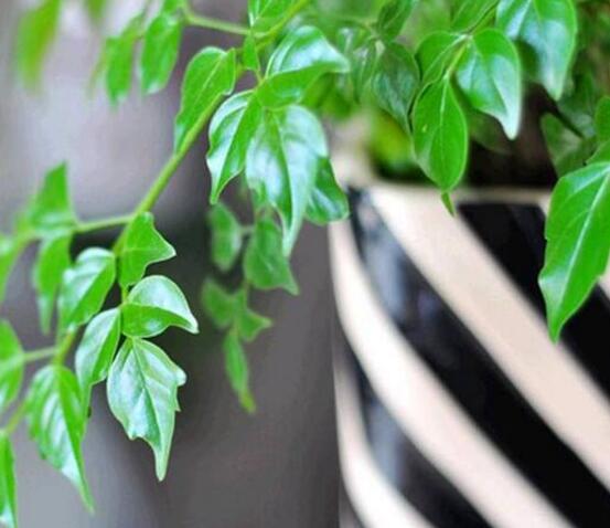 幸福樹種子怎么種，教你六大簡單步驟即可學(xué)會