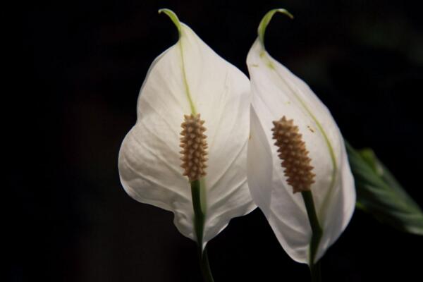 一帆風順怎么養(yǎng)，5大養(yǎng)殖要點