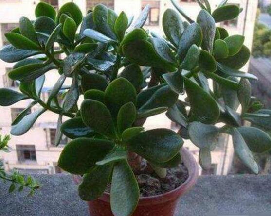 玉樹花幾年開花，掌握五大要點(diǎn)可年年開花