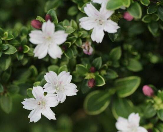 六月雪為什么不開花，三種原因以及解決辦法