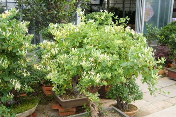 金銀花盆栽養(yǎng)殖方法和注意事項，澆水見干見濕需遮蔽強光