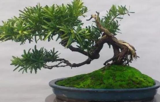 羅漢松盆景怎么養(yǎng)，老農(nóng)總結(jié)八大養(yǎng)殖方法