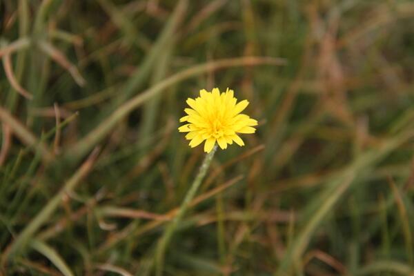 蒲公英茶可以天天喝嗎，每星期最多飲用3~4次
