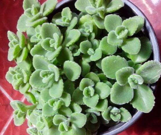 碰碰香長的太長怎么辦，及時(shí)修剪頭部/不斷進(jìn)行扦插繁殖