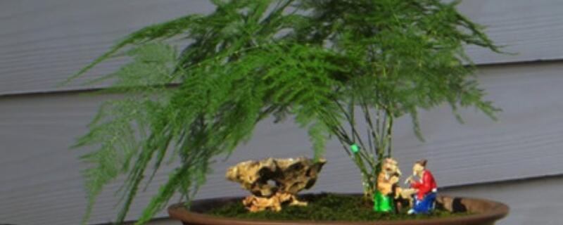 文竹苗怎么養(yǎng)