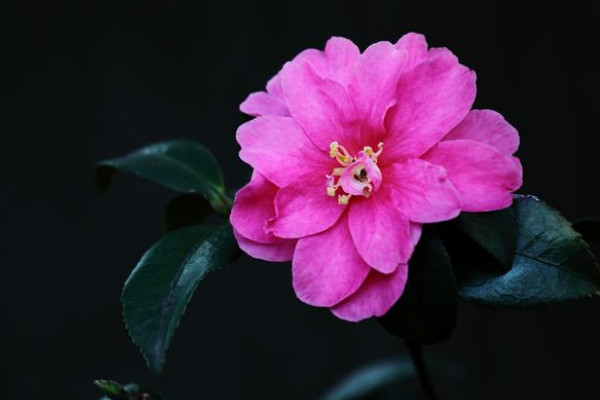 茶花什么時(shí)候修剪