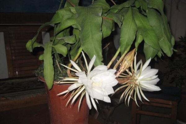 曇花種子怎么種，曇花種子的種植步驟詳解