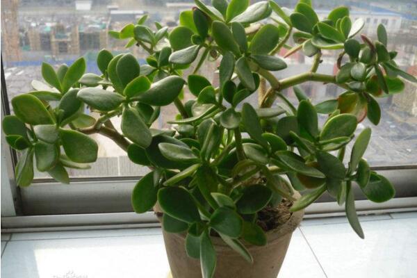 如何養(yǎng)燕子掌，養(yǎng)好燕子掌必須要掌握的技巧