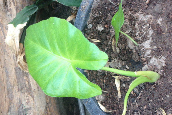 滴水觀音有多少個(gè)品種