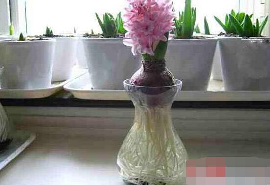 冬天能水培風(fēng)信子么，可以/保持溫暖環(huán)境、注意水溫