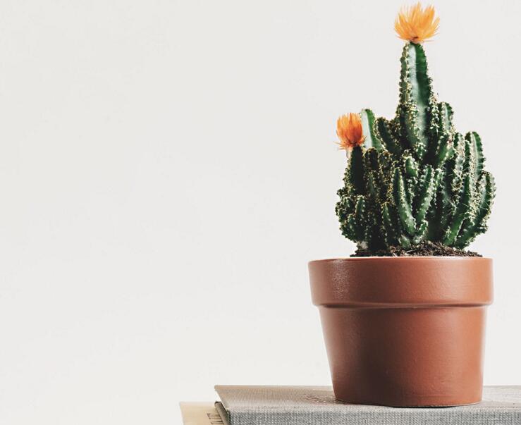 仙人掌繁殖方法大全，側(cè)芽和種子繁殖方法最適合