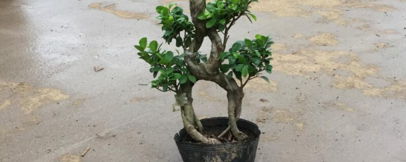 小葉榕和虎皮榕的區(qū)別