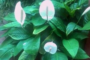 一帆風(fēng)順用什么肥料，一帆風(fēng)順施什么肥好