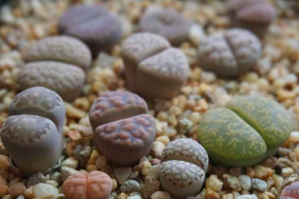 生石花最合適光照度，只需要在夏季適當(dāng)遮陰即可