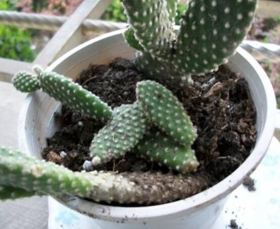 仙人掌的繁殖方法，扦插繁殖簡(jiǎn)單/存活率高(合適推薦)