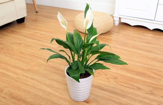 一帆風(fēng)順多久澆一次水，做到不干不澆、澆則澆透原則