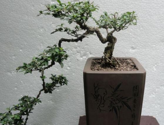 六月雪盆栽的寓意，寓意著守望愛情、不可缺的配角