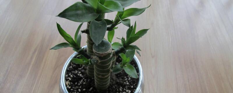 富貴竹冬天怎么養(yǎng)