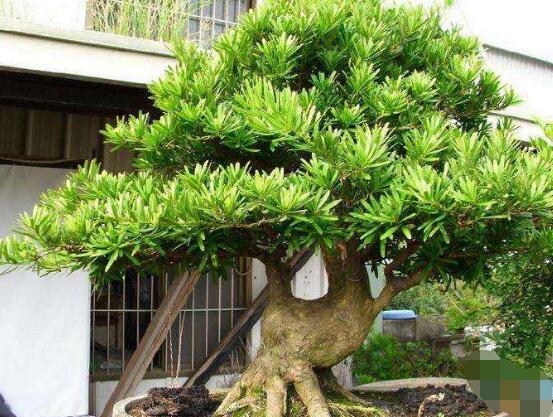 羅漢松怎么修剪，羅漢松修剪方法