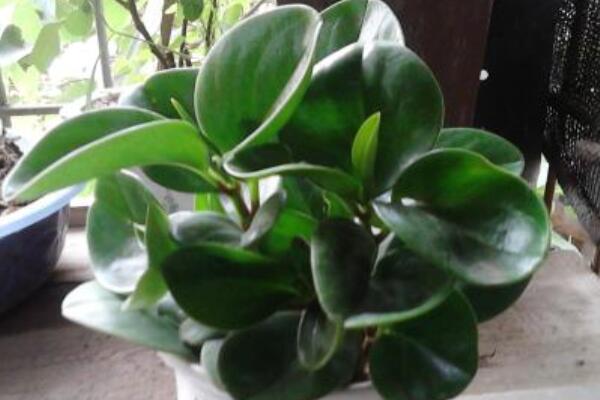 碧玉花長(zhǎng)高了怎么回事