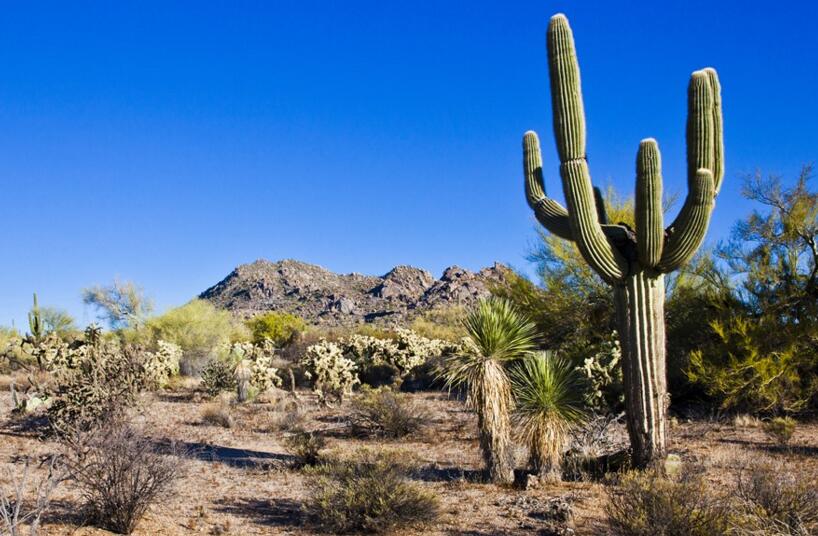 仙人掌的用途，電腦工作者的福音