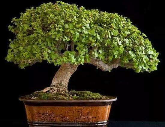 玉樹怎么修剪，玉樹的修剪方法圖解