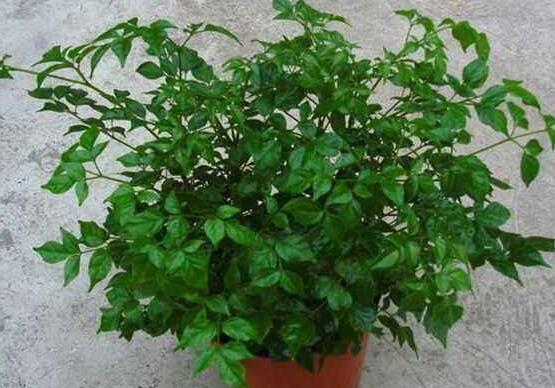 幸福樹(shù)葉子一碰就掉，教你四種原因以及解決方法