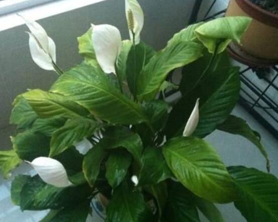 一帆風順澆什么水好，澆淘米水、池塘水使枝葉青翠碧綠