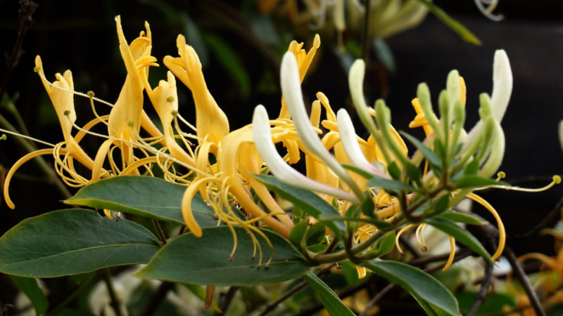 四季金銀花種植技術(shù)