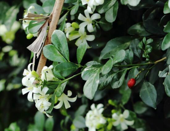 九里香盆景修剪，老農(nóng)總結(jié)四大基本步驟(摘心/摘芽/修枝/摘葉)